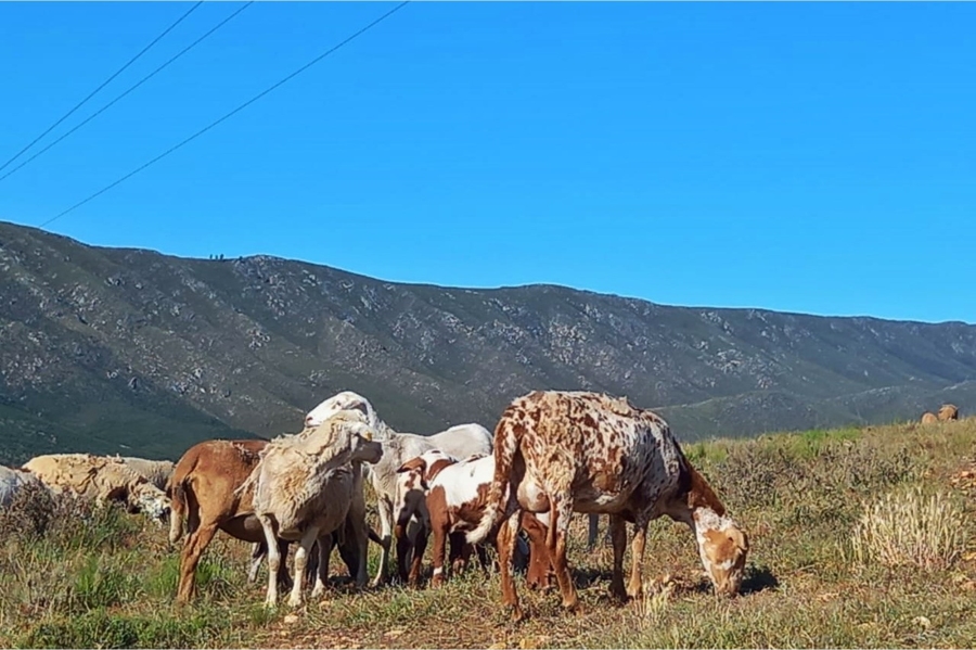 4 Bedroom Property for Sale in Uniondale Rural Western Cape